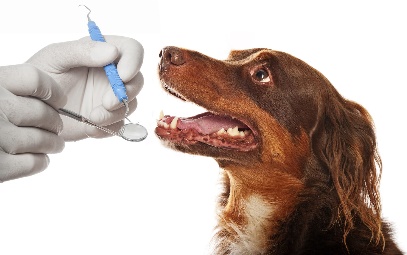 Açıklama: 5 Top Dental Problems in Dogs & Cats | Papaya Veterinary Care