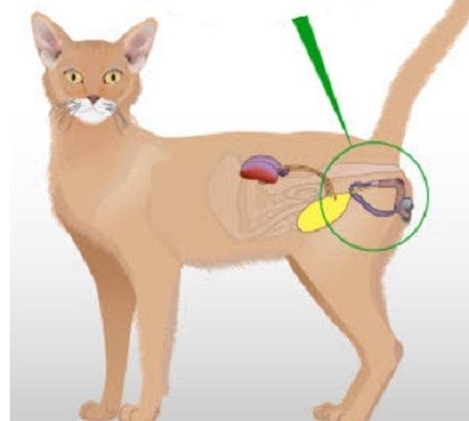 Açıklama: Lower Urinary Tract Disease in Cats (also known as FLUTD) - Continuing  Feline Urinary Issues