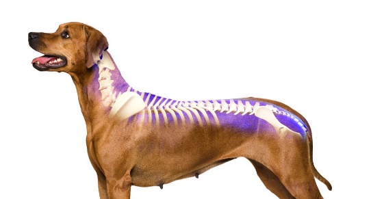 Açıklama: Natural help for your dog's spinal problems | Animal Wellness Magazine